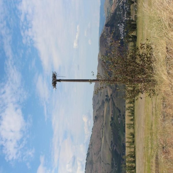 At-the-centre-raptor-pole-1-scaled