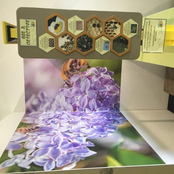 Displays-bees-2-scaled