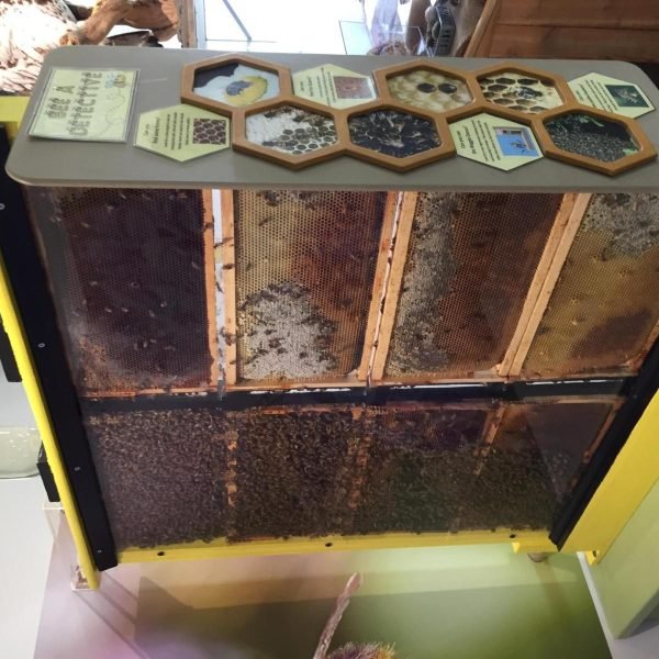 Displays-bees-scaled