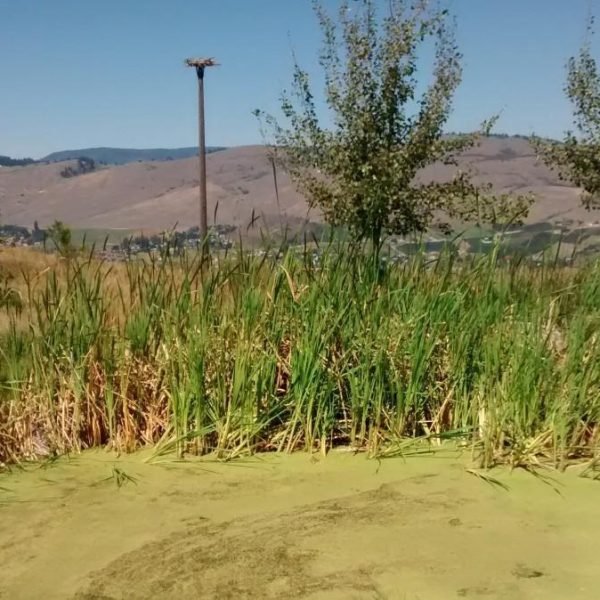 IMG_20150731_1239218731