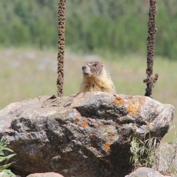 Marmot-volunteer2