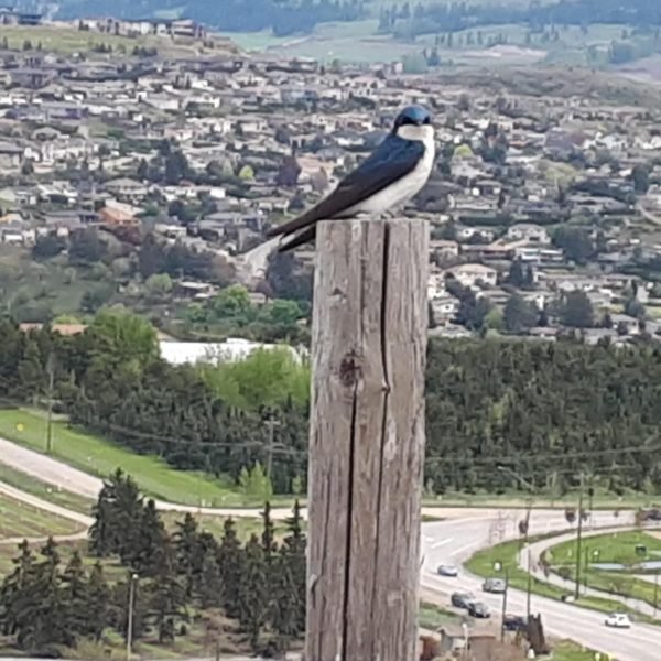 Wildlife-Bird-Tree-Swallow