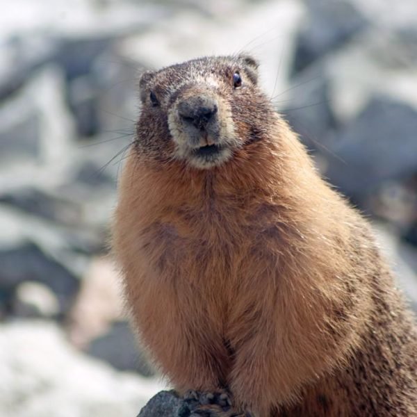Yellow-bellied-Marmot