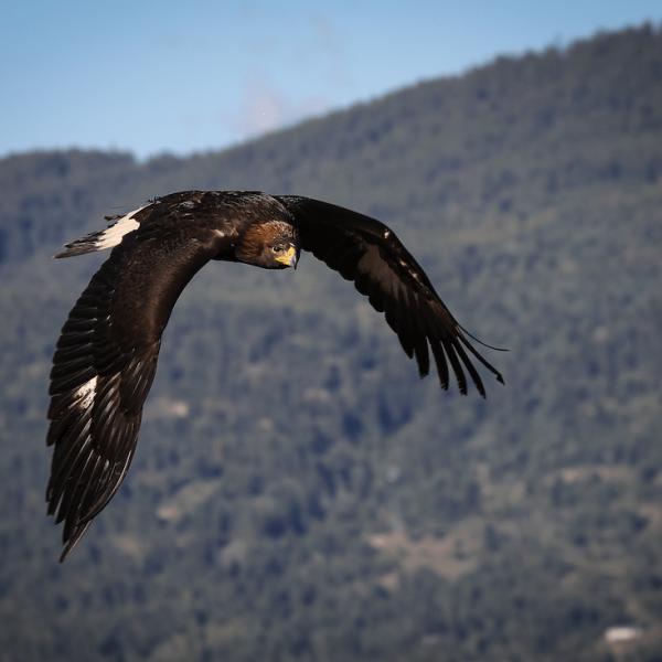 daveguscott_Americaneagle